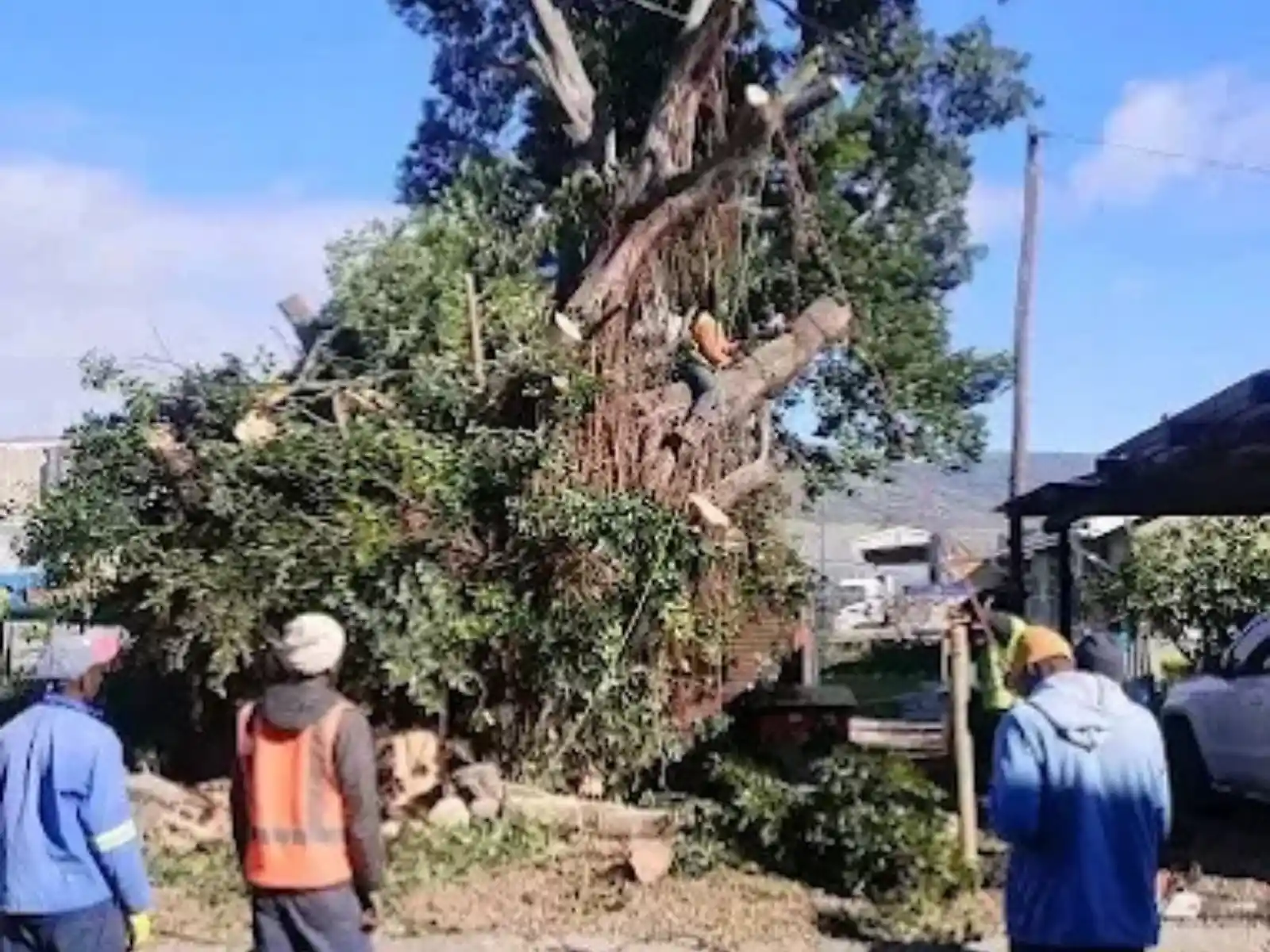 Large tree felling team at work, Centurion