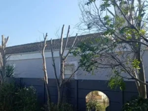 A line of trees after trimming
